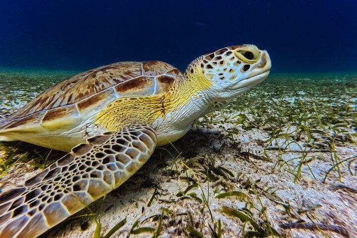 Turtle Snorkeling Tour in Tres Trapi, Aruba