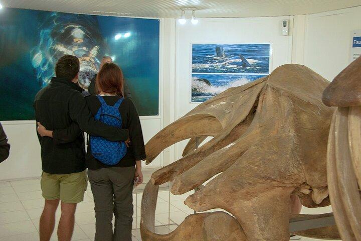 Full Day Peninsula Valdes Experience - optional Whale Watching