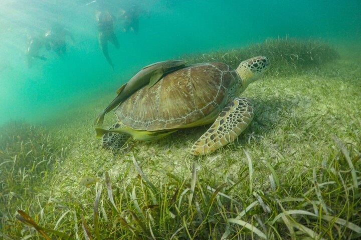 Small Group Semi Private Akumal and Cenote Snorkeling Tour