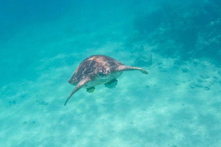 Small Group Semi Private Akumal and Cenote Snorkeling Tour