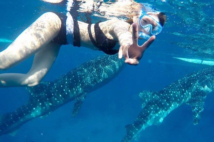 Whale Watching in Sumilon Island with Ocean View Resort Tour