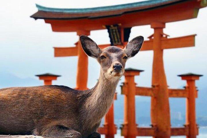 Hiroshima & Miyajima Private Custom Tour with Local Guide