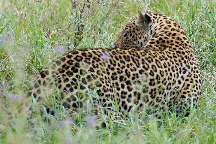 4 Days Private Tour Tarangire Crater and Serengeti
