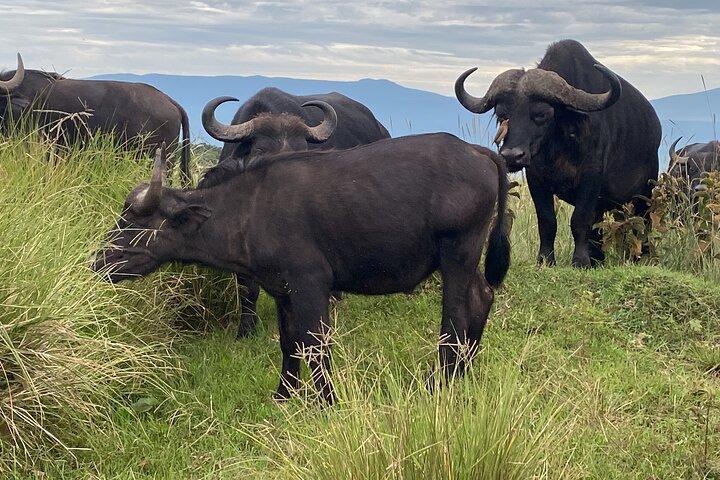 4 Days Private Tour Tarangire Crater and Serengeti