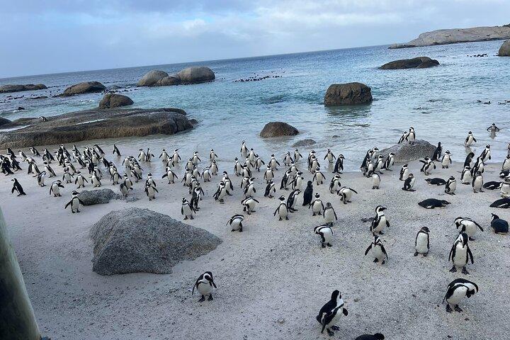 Table Mountain, Penguins & Cape of Good Hope Small Group Tour