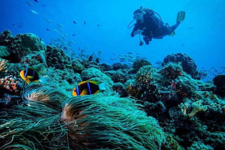 Cabo San Lucas 2 Tank Scuba Diving