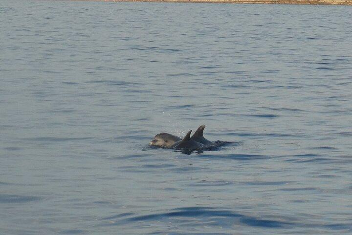 Dolphin Watching around Poreč Riviera with Boat Trip