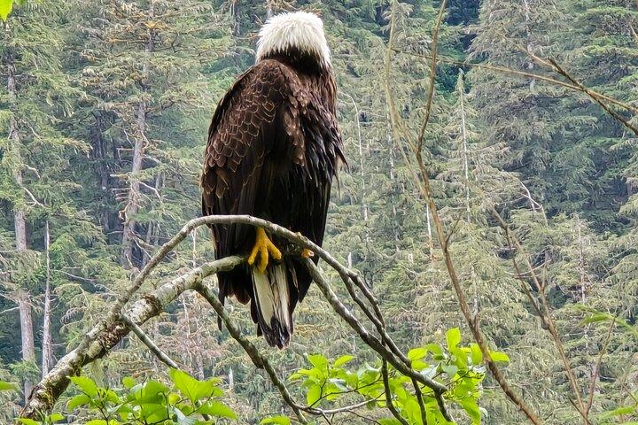 Alaska Wildlife Waterfall Tours