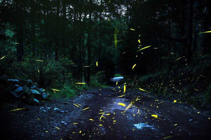 Visit of Fireflies Forest in private transport from mexico city