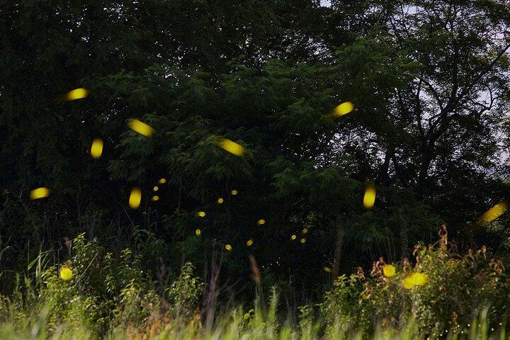 Visit of Fireflies Forest in private transport from mexico city
