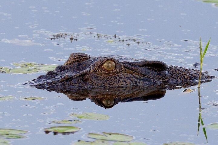 LookAbout Darwin, Wetlands & Wildlife Premium Tour - Max 6 Guests