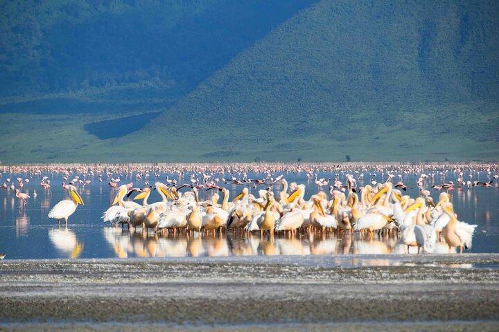2 Day Tanzania Safari Tarangire and Ngorongoro Crater Adventure