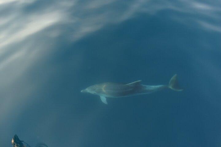 Dolphin Watching around Poreč Riviera with Boat Trip