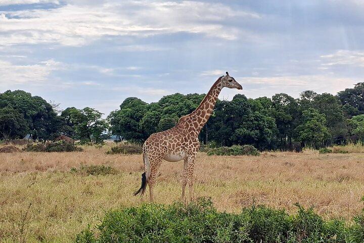 2 Day Tanzania Safari Tarangire and Ngorongoro Crater Adventure