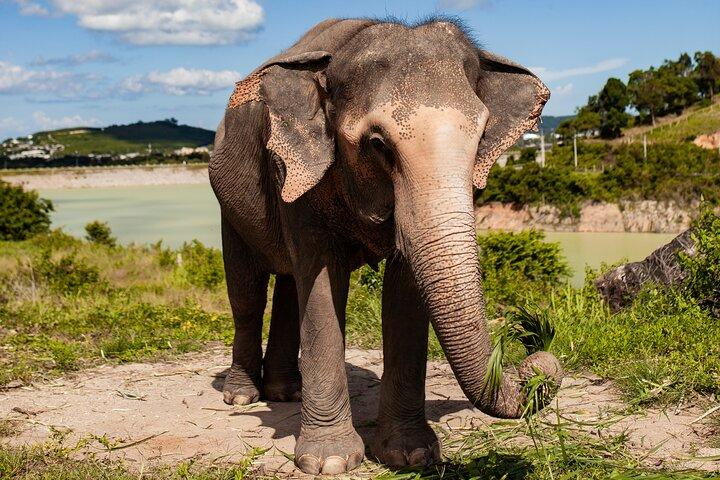 Mini Elephant Nature at Bukit Elephant Park