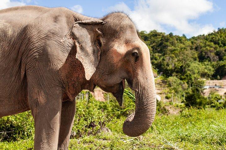 Mini Elephant Nature at Bukit Elephant Park