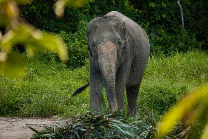Mini Elephant Nature at Bukit Elephant Park
