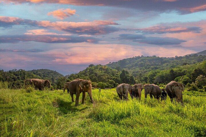 Mini Elephant Nature at Bukit Elephant Park
