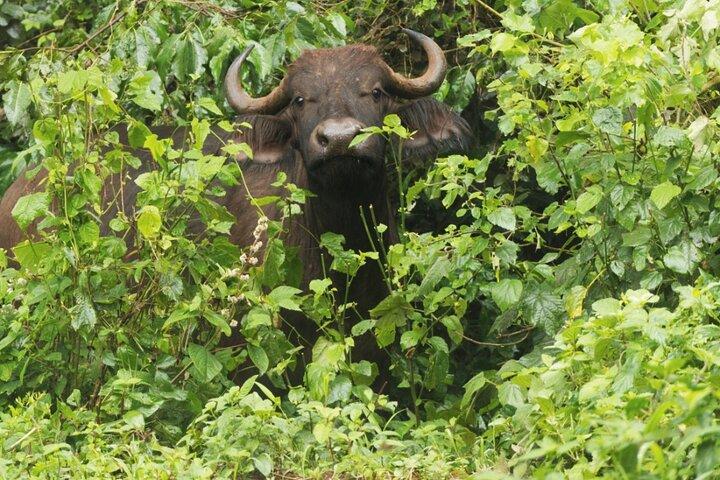 Tanzania Safari Tour