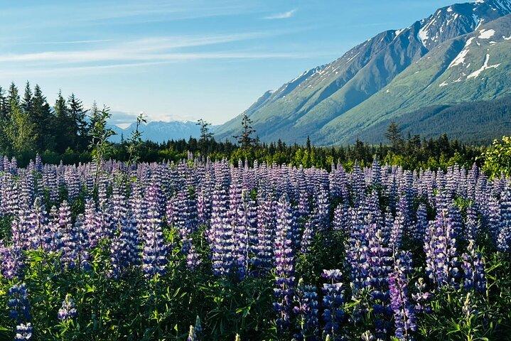 Seward Cruise Transfer with Wildlife & Scenic Tour to Anchorage