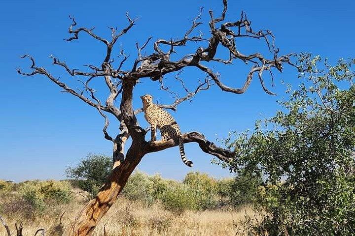 Private 5 Day Northern Tanzania Finest Safari