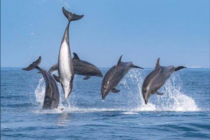 Private Kaikoura Whale Watching Day Trip From Christchurch