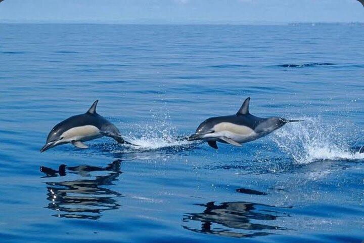 Private Kaikoura Whale Watching Day Trip From Christchurch