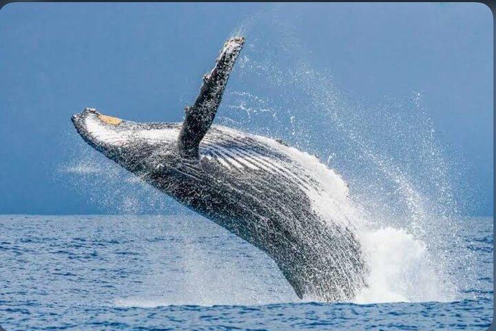 Private Kaikoura Whale Watching Day Trip From Christchurch