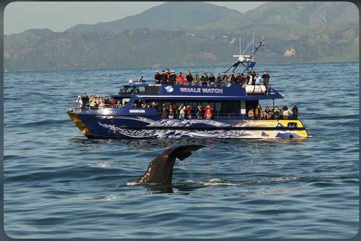 Private Kaikoura Whale Watching Day Trip From Christchurch