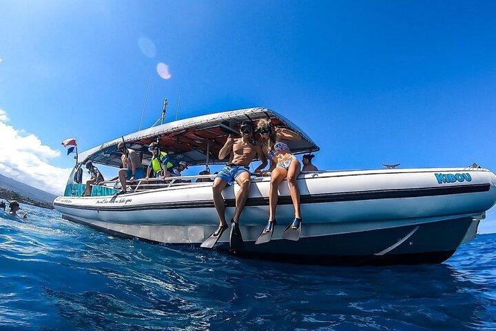 2 Hour Big Island Dolphin Watching and Sea Turtle Snorkel Tour