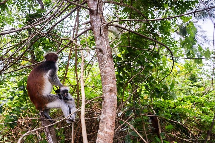 Zanzibar: Jozani Forest and Prison island Guided Tour