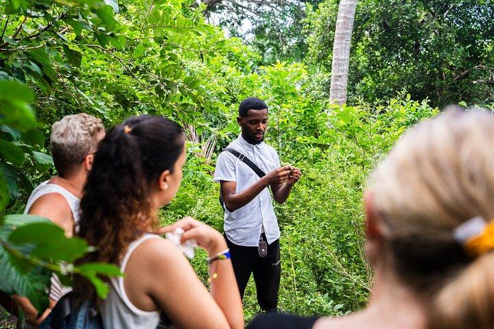 Zanzibar: Jozani Forest Guided Tour, Red Colobus and transfer
