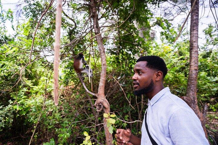 Zanzibar: Jozani Forest Guided Tour, Red Colobus and transfer