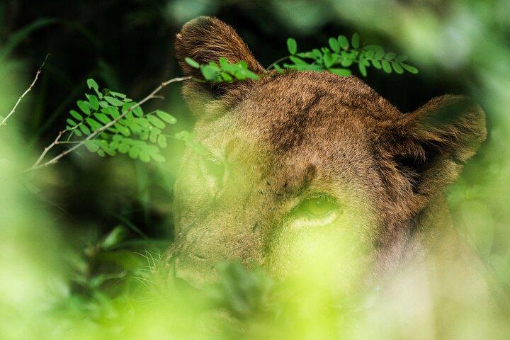 From Zanzibar: Selous Game Reserve Day Safari with Flights