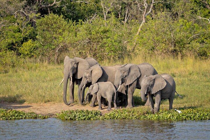 10 Days Uganda wildlife and Primate Trekking Safari