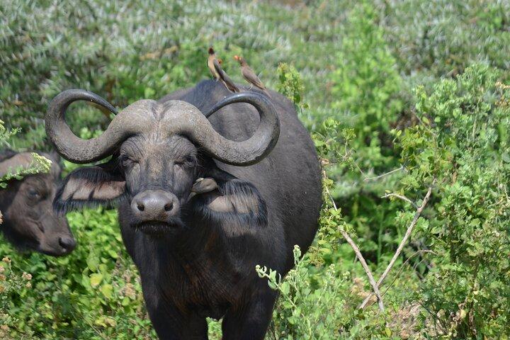 Arusha to Tarangire: A Journey Through Culture and Wilderness