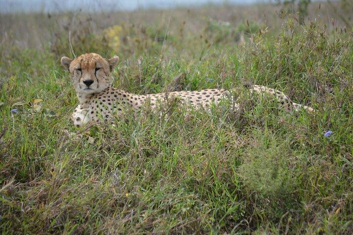 Arusha to Tarangire: A Journey Through Culture and Wilderness