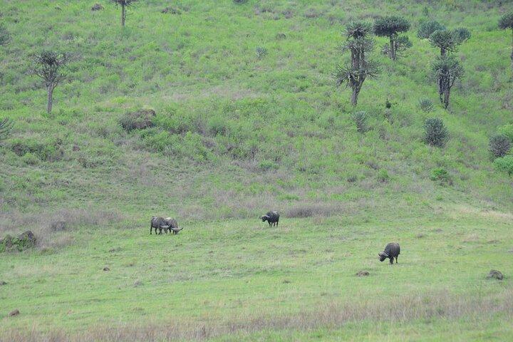 Arusha to Tarangire: A Journey Through Culture and Wilderness