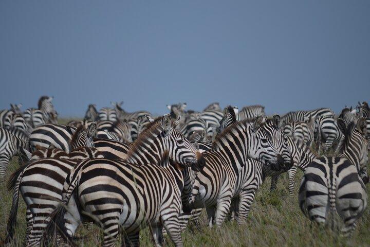 4-Day Great Migration Safari – Peak Season Adventure (June–Sept)
