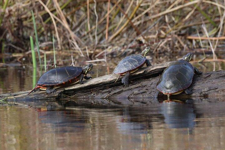 Ottawa Ecological Reserve Kayak Tour with TURTLE Sightings