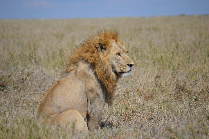 4-Day Great Migration Safari – Peak Season Adventure (June–Sept)