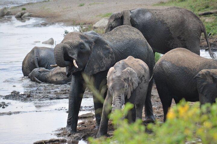 4-Day Great Migration Safari – Peak Season Adventure (June–Sept)