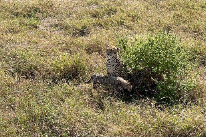 5-Days Witnessing the Nature's Greatest Migration in Serengeti