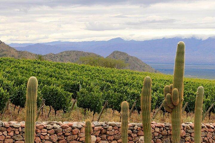 Excursion to Cafayate & Wine Country from Salta