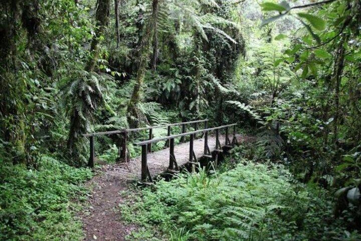 Day trip to mount Kilimanjaro from Moshi