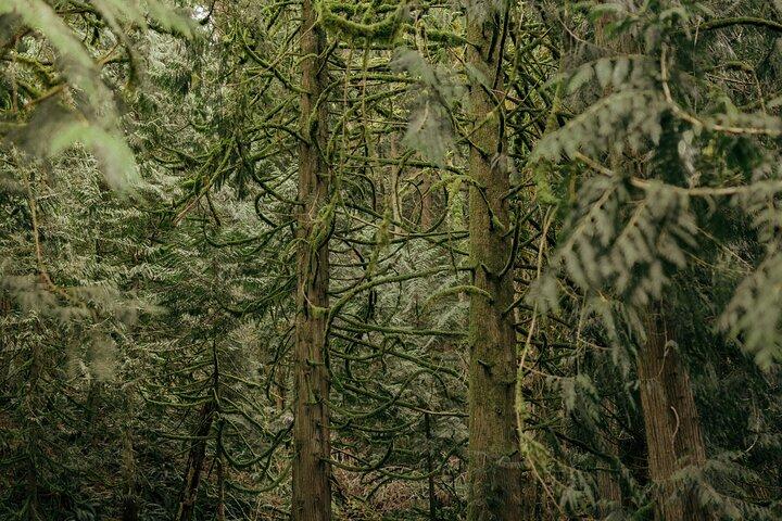 Visit Snoqualmie & Twin Waterfall and an Ancient Forest