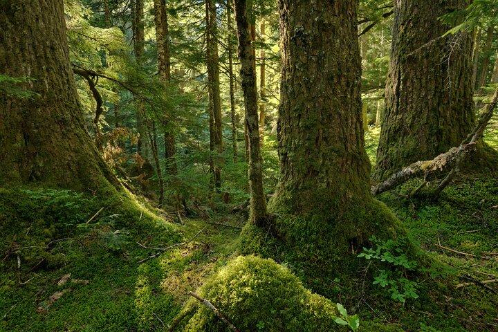 Visit Snoqualmie & Twin Waterfall and an Ancient Forest