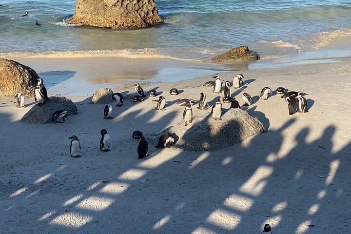 Private tour in Cape of Good Hope and Penguins from Cape Town