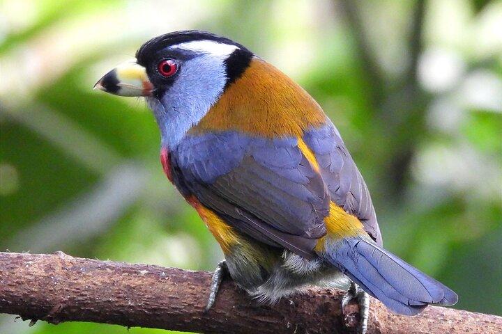 Prívate birding tour in Mindo Cloud-Forest + Mitad del mundo