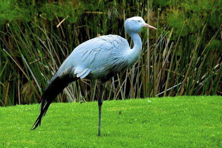 Half Day Tala Game Reserve and Natal Park from Durban